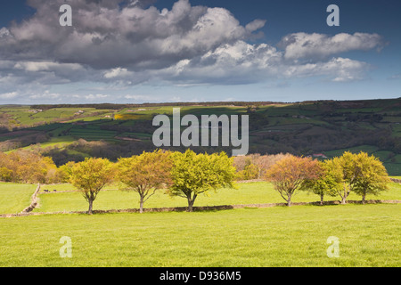 North York Moors Landschaft in der Nähe von Grosmont. Stockfoto