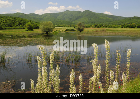 Weiße Mignonette, Reseda Alba, See Kerkini, Mazedonien, Griechenland Stockfoto