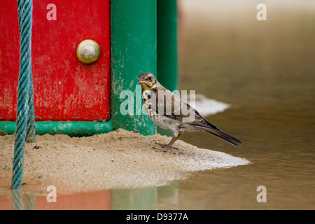 Bird stand neben einem Pool im Sandkasten nach Regen. Stockfoto