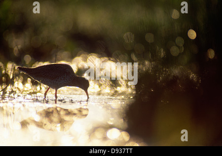 Vogel-Trinkwasser Stockfoto