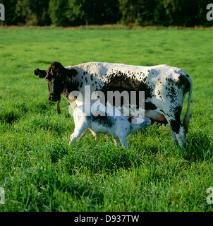 Mutter Kuh Kalb Fütterung Stockfoto