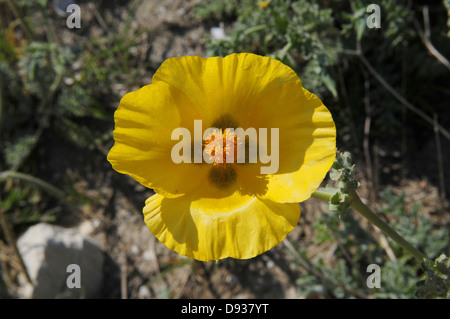 Gelbe Hornpoppy, Glaucium Flavum, Griechenland Stockfoto