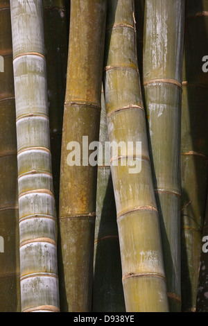 RIESENBAMBUS am KANDAWGYI NATIONALGARTEN in PYIN U LWIN auch bekannt als MAYMYO - MYANMAR Stockfoto