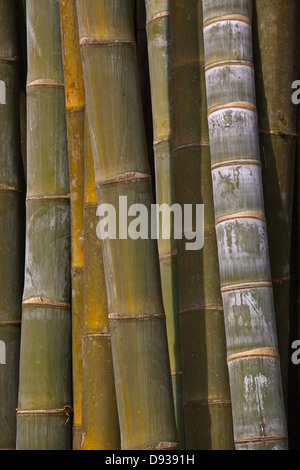 RIESENBAMBUS am KANDAWGYI NATIONALGARTEN in PYIN U LWIN auch bekannt als MAYMYO - MYANMAR Stockfoto