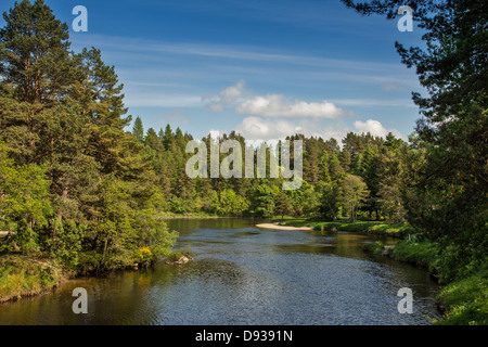 RIVER SPEY IN TAMDHU IM FRÜHLING GUTES LACHSFISCHEN SCHLAGEN SCHOTTLAND Stockfoto