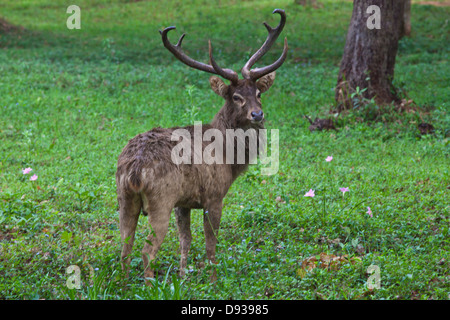 Ein Hirsch am KANDAWGYI NATIONALGARTEN in PYIN U LWIN auch bekannt als MAYMYO - MYANMAR Stockfoto