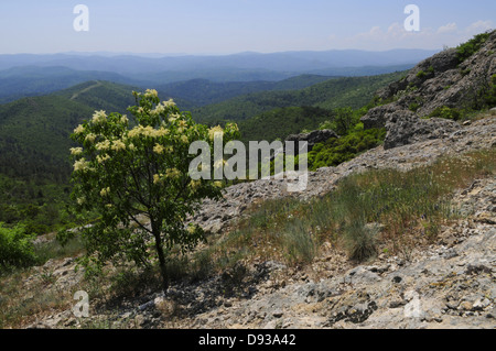 Manna-Esche, Fraxinus Ornus, Blick vom Kapsaló Rock, Dadia Highland, Thrakien, Griechenland Stockfoto