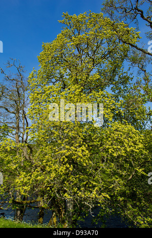 WYCH Ulme oder SCOTS ELM [Ulmus Glabra] IN voller Blüte im Frühjahr Schottland Stockfoto