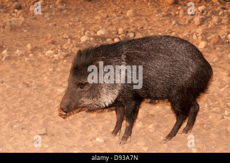 Halsband Peccary (Pecari Tajacu) Stockfoto