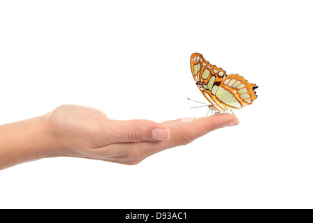 Frau Hand hält einen wunderschönen Schmetterling auf einem weißen Hintergrund isoliert Stockfoto