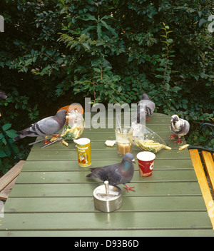 Tauben Essen auf Tisch, erhöhten Blick verschütten Stockfoto