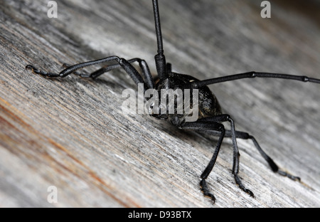 Eine kleine weiße Marmorated Laubholzbockkäfer, Nahaufnahme, Schweden. Stockfoto