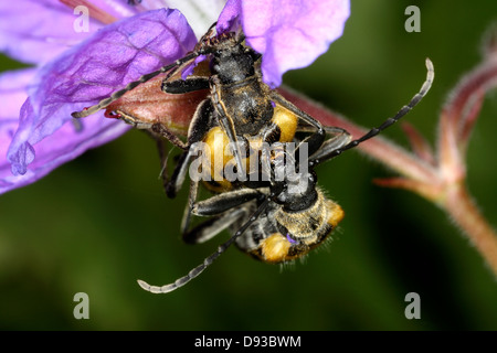 Brachyta Interrogationis Paarung, Nahaufnahme, Schweden. Stockfoto