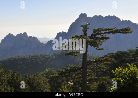 Korsischen Schwarzkiefer, Pinus Nigra Laricio, Col de Bavella, Alta Rocca Region, Corse-du-Sud, Korsika, Frankreich Stockfoto