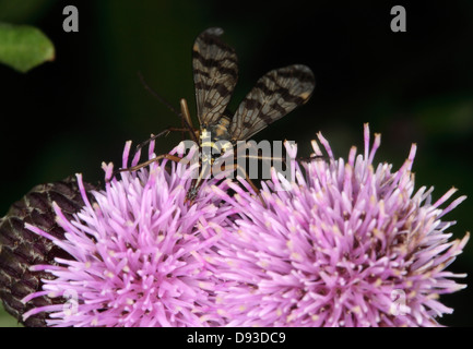 Scorpionfly auf Distel, Nahaufnahme, Schweden. Stockfoto