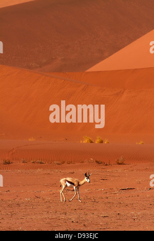 Springbock (Antidorcas Marsupialis) und Sanddünen, in der Nähe von Sossusvlei, Namib-Naukluft-Nationalpark, Namibia, Afrika Stockfoto