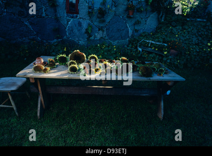 Sonnenblumen auf Tisch Stockfoto