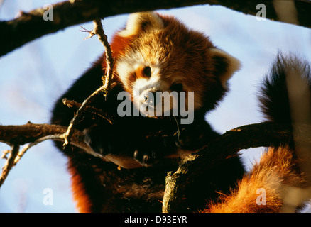 Ein Panda ein Kletterbaum Stockfoto