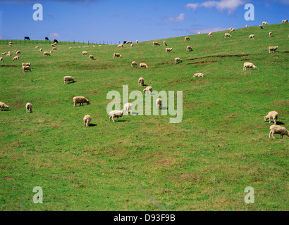 Schafe grasen auf der Wiese Stockfoto