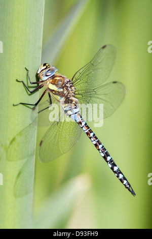 Thront männliche Migranten Hawker (aeshna Mixta) Stockfoto