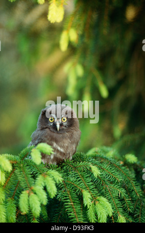 Eule auf AST hocken Stockfoto