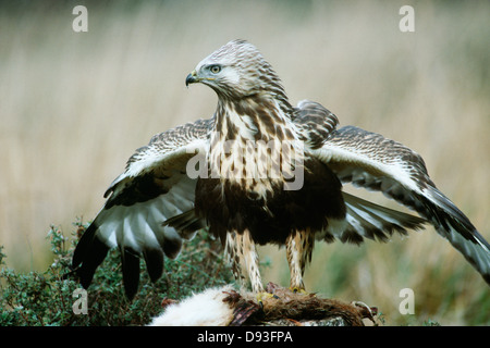 Rough-legged Buzzard ausziehen Stockfoto