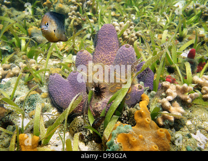 Bunte Verzweigung Rohr Schwamm, Pseudoceratina Crassa, mit Schlangenstern in einem Korallenriff, Karibik Stockfoto
