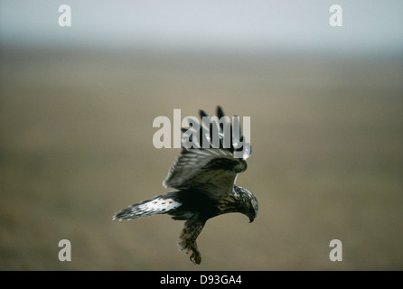Ein Rough-legged Buzzard fliegen Stockfoto