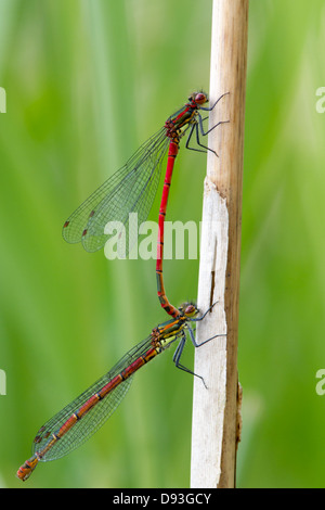 Passende Paar grosse rote damselflies (Pyrrhosoma nymphula) Stockfoto