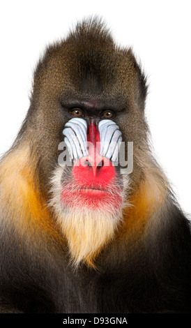 Nahaufnahme von einem Mandrill, 22 Jahre alt, Mandrillus Sphinx, vor weißem Hintergrund Stockfoto