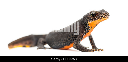 Bergmolch Ichthyosaura Alpestris, früher Triturus Alpestris und Mesotriton Alpestris vor weißem Hintergrund Stockfoto