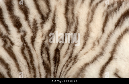 Weißer Tiger Cub, Panthera Tigris Tigris, 2 Monate alt, Nahaufnahme von Fell Stockfoto