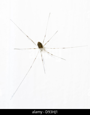 Ein Harvestman auf einer weißen Wand, Skane. Stockfoto