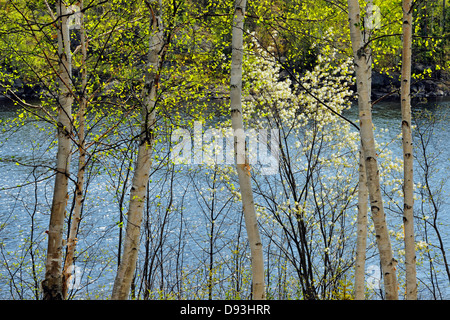 Blühende pincherry am Rande des Elbow Lake Wanup Ontario Kanada Stockfoto