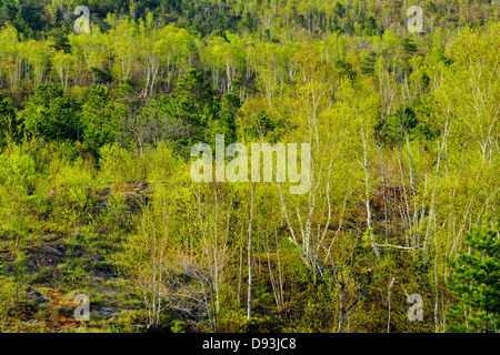 Neue Blätter in Birke und Espe Bäume mit roten Kiefern Greater Sudbury Ontario Kanada Stockfoto