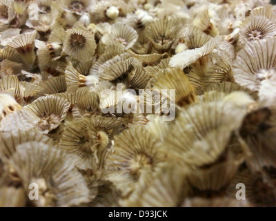 Samen von einem Scabiosa Prolifera (Carmel Daisy oder produktiver Witwenblume) Stockfoto