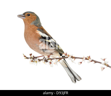 Gemeinsamen Buchfink, Fringilla Coelebs, thront auf einem Ast und singen vor weißem Hintergrund Stockfoto