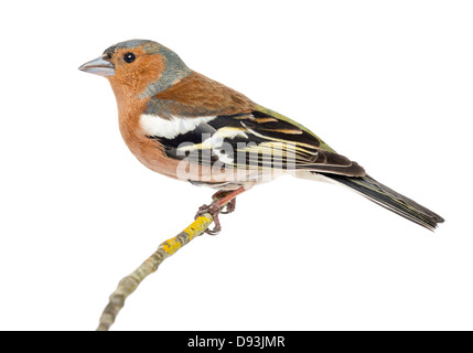 Gemeinsamen Buchfink, Fringilla Coelebs, thront auf einem Ast vor weißem Hintergrund Stockfoto