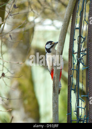 Der Fleckenspecht (Dendrocopos Major) ist ein mittelgroßer Vogel, der in den Wäldern Europas und Asiens vorkommt. Er ist an seinem schwarz-weißen Gefieder und der roten Unterseite zu erkennen und ist bekannt für sein Trommeln auf Baumstämmen, um Insekten zu finden. Die Art ist in Wäldern, Parks und Gärten verbreitet, wo sie eine Rolle bei der Kontrolle von Insektenpopulationen spielt. Stockfoto