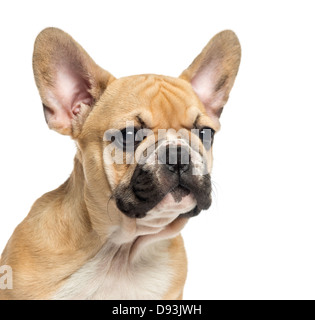 Nahaufnahme eines Französisch Bulldogge Welpen, 3 Monate alt, vor weißem Hintergrund Stockfoto