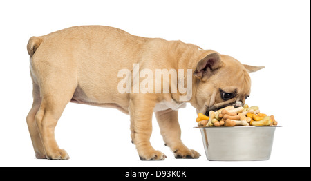 Französische Bulldogge Welpen, 3 Monate alt, Essen von einem vollen Hundenapf vor weißem Hintergrund Stockfoto