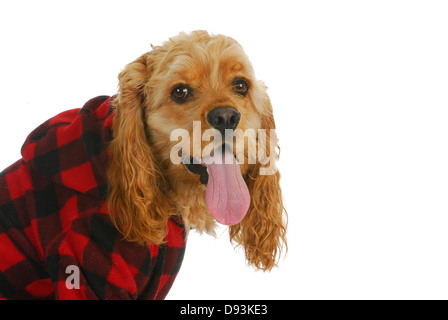 Cocker Spaniel Hund Mantel isoliert auf weißem Hintergrund Viewer betrachten Stockfoto