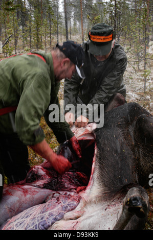 Männer-Elchjagd, Schweden. Stockfoto