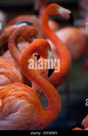 Flamingos im Zoo von Chester fotografiert. Stockfoto