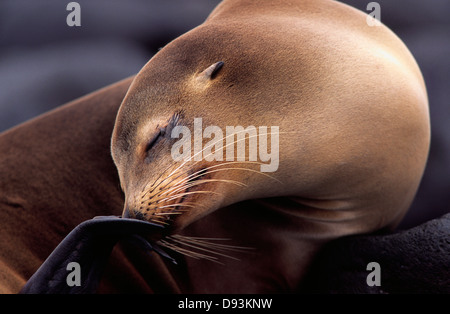 Kalifornische Seelöwen, Galapagos, Ecuador. Stockfoto