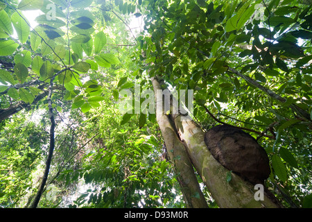 Nest von Termiten im Regenwald, Costa Rica. Stockfoto