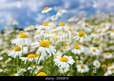 Kamille auf einer Wiese an einem sonnigen Tag. Stockfoto