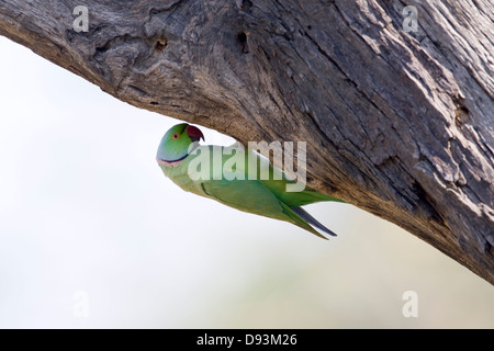 Ein Papagei im Baum Stockfoto