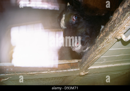 Kuh im Stall, Nahaufnahme Stockfoto