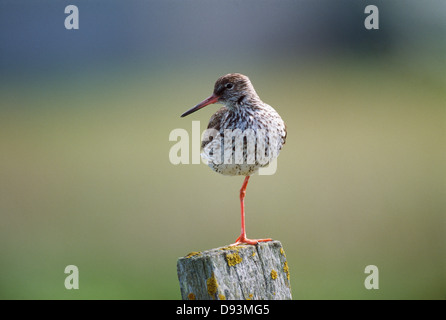 Rotschenkel stehen auf einem Bein auf hölzernen Pfosten Stockfoto